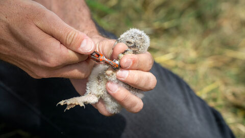 Steinkauzküken wird beringt.
